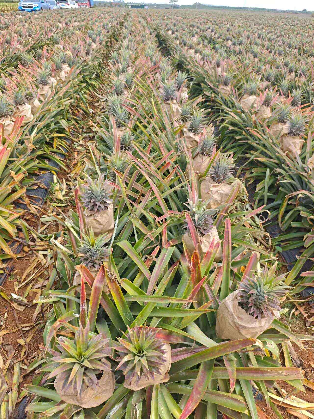 链禾网- 海南香水凤梨新鲜水果批发菠萝整件包邮手撕凤梨- 农产品采购