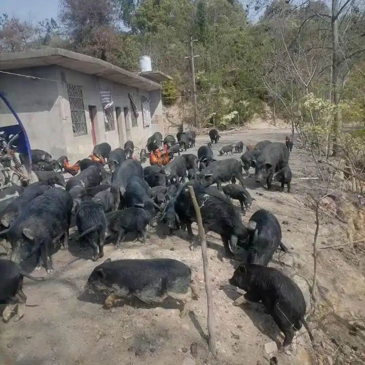 链禾网- 山林散养一年半以上藏香猪- 农产品采购批发| 产地直供对接