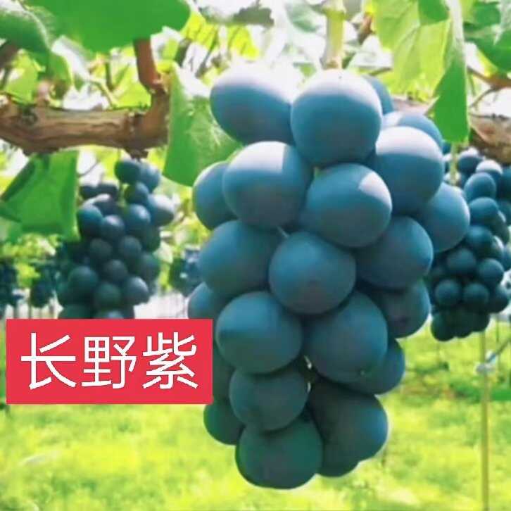 链禾网- 长野紫葡萄苗- 农产品采购批发| 产地直供对接