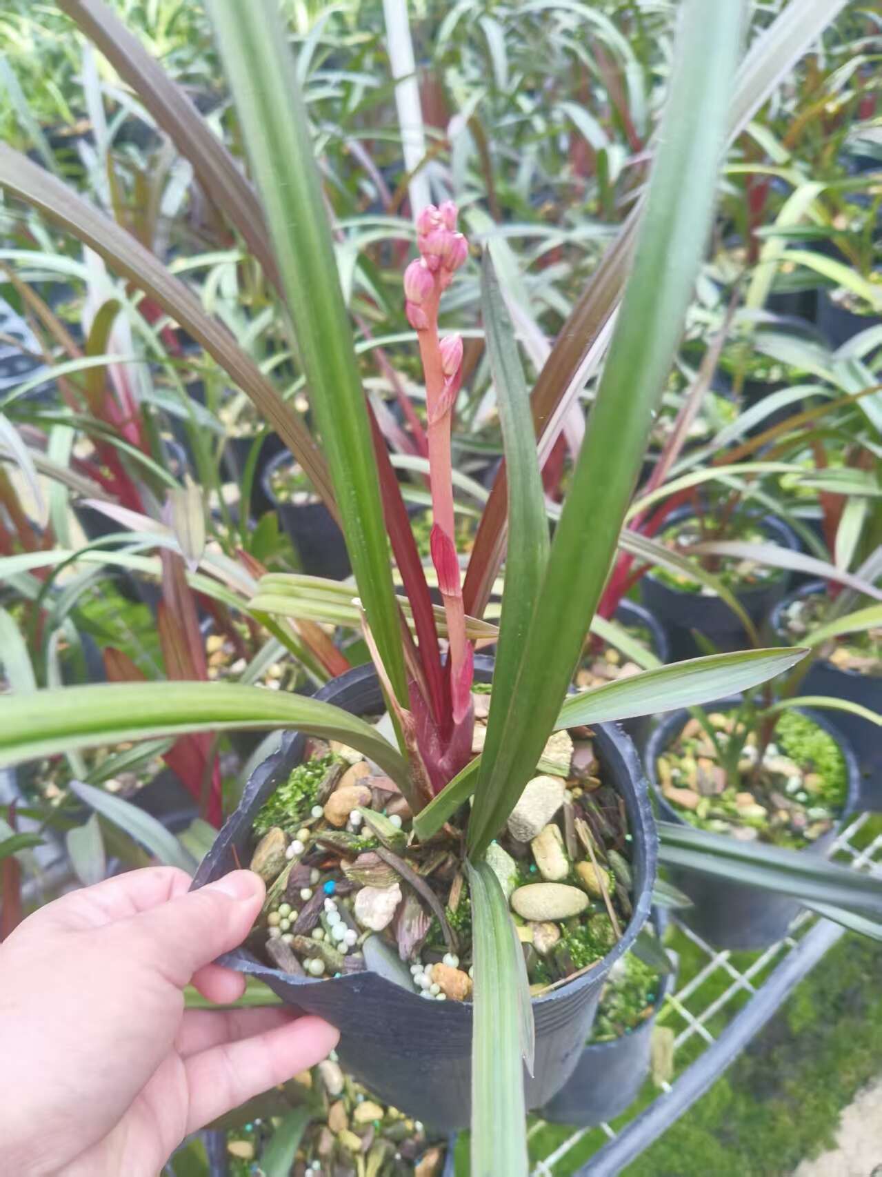 链禾网- 兰花苗红草红荷室内绿植盆栽花卉花期浓香尊品- 农产品采购批发