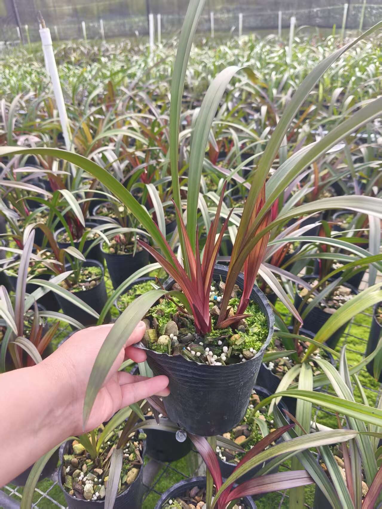 链禾网- 兰花苗红草红荷室内绿植盆栽花卉花期浓香尊品- 农产品采购批发
