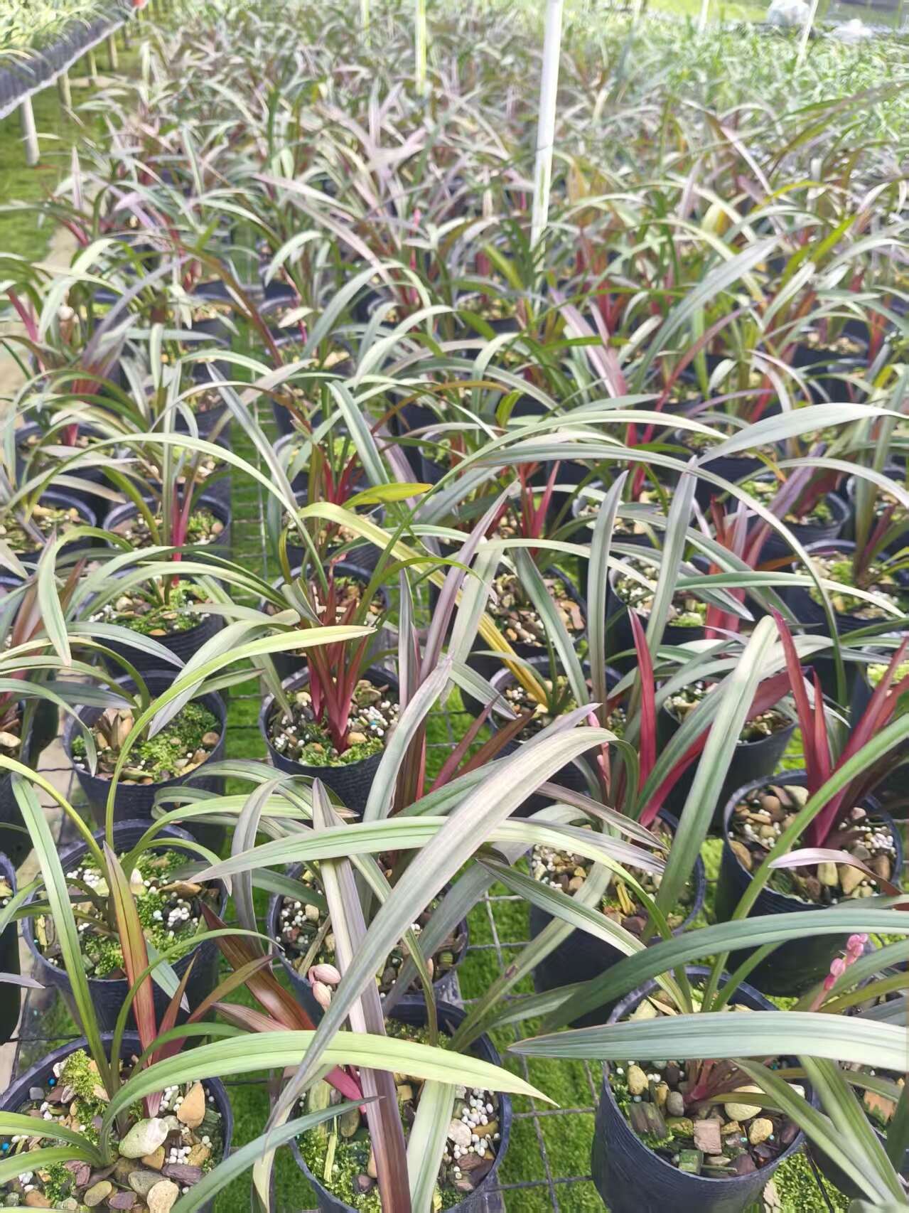 链禾网- 兰花苗红草红荷室内绿植盆栽花卉花期浓香尊品- 农产品采购批发