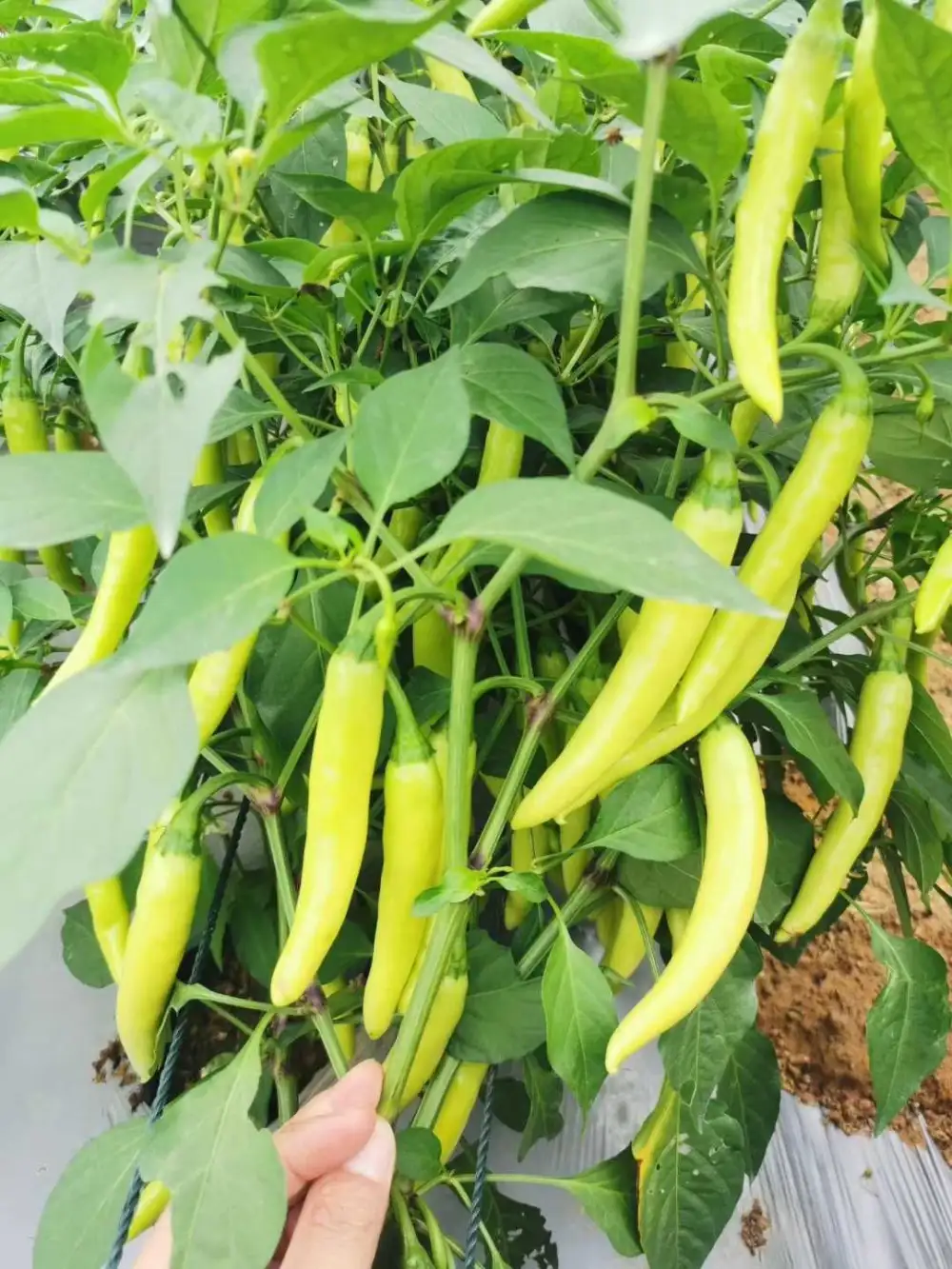 链禾网- 小白鸽白皮辣椒种早中熟辣味香浓抗病抗逆行强- 农产品采购批发