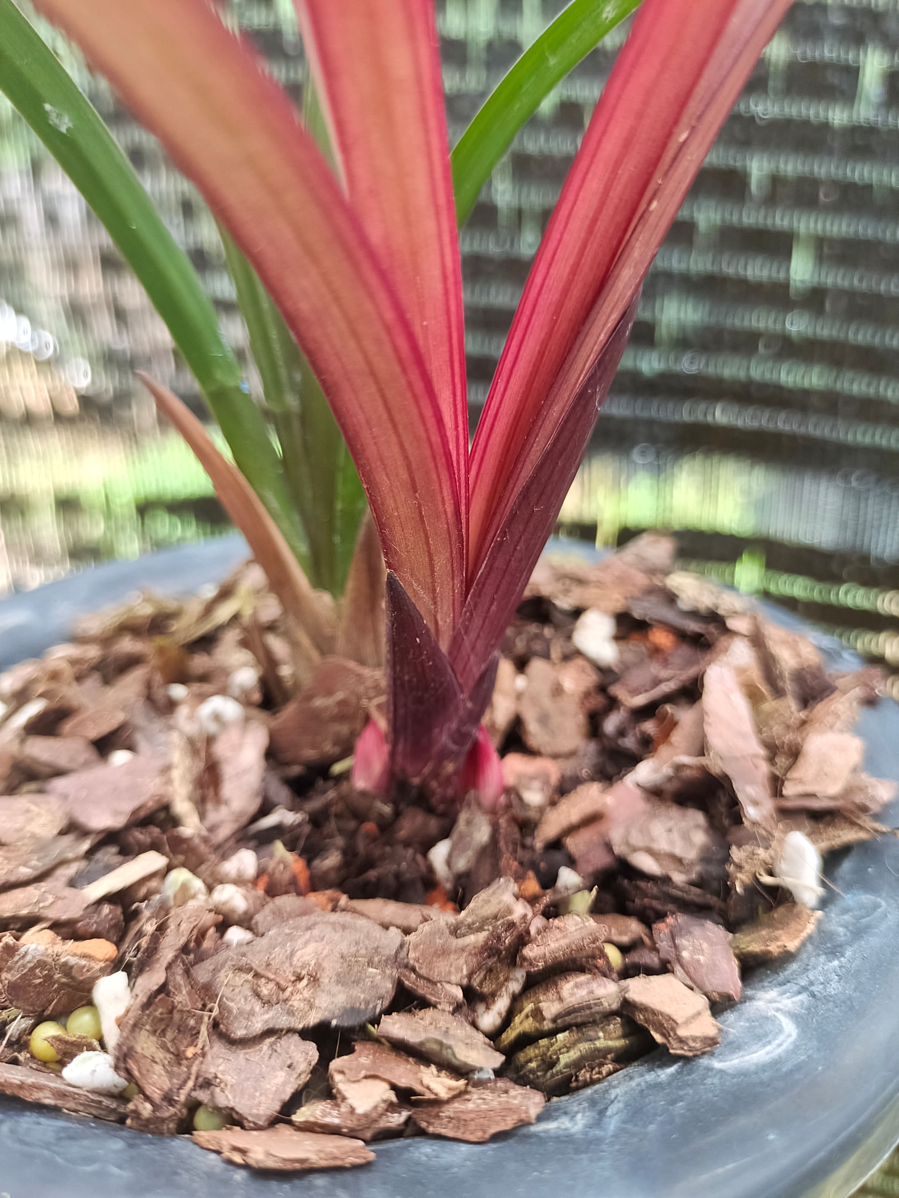 链禾网- 兰花苗建兰红草红荷网红草夏带花苞- 农产品采购批发| 产地直供对接