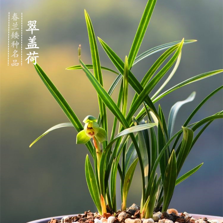链禾网- 兰花苗春兰老种万字带花苞四大天王之一室内绿植盆栽- 农产品