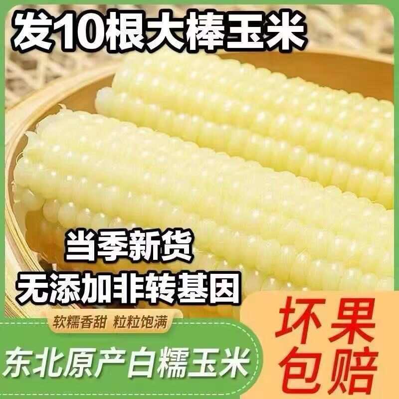 链禾网- 【整箱8-12支】东北白糯玉米新鲜玉米真空包装玉米棒粘苞米